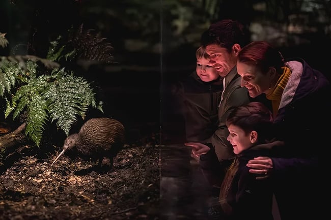 Kiwi park at Queenstown